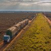 Suzano amplia produtividade do transporte de madeira reflorestada com mais hexatrens Volvo
