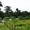 Articulados e Biarticulados da Guatemala